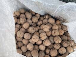 Орех грецкий