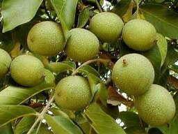 Орех грецкий (саженцы).