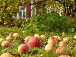 Организация закупает яблоки свежие
