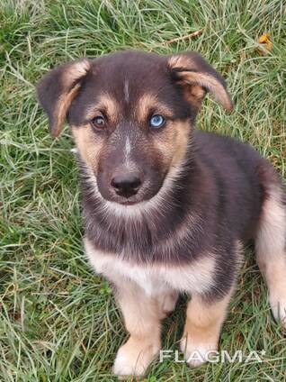 Отдам щенков в добрые руки