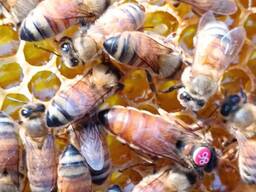 Отводки пчел