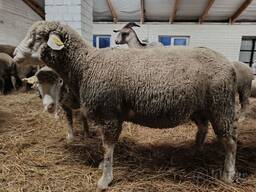 Овцы, бараны иль-де-франс