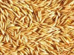 Овес фуражный