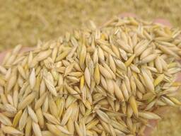 Овес фуражный