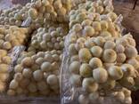 Лук репчатый очищенный в вакуумной упаковке. Только ОПТ от 120 кг - фото 1
