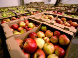 Овощи-яблоки