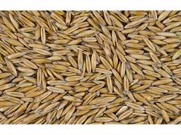 ОВЁС ПЛЁНЧАТЫЙ