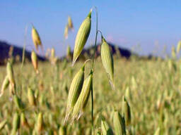 ОВЁС (посевной!) Семена овса