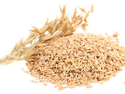 Овёс продовольственный