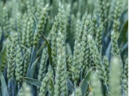 Озимая пшеница Скаген Элита.