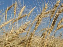 Озимая рожь