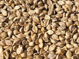 Пайза, Семена Пайзы. Любава. РС-1 от производителя.