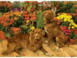 Пазл Cobble Hill, 1000 элементов - Собаки в оранжерее