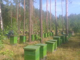 Пчелиное маточное молочко