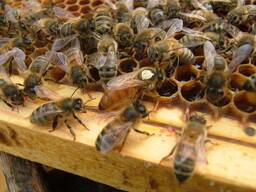 Пчеломатки "Бакфаст" плодные и неплодные