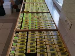 Пчеломатки карника искуственого осеменения от Евгения Корнева