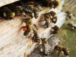 Пчеломатки пчелы