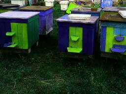 Пчелосемьи-отводки