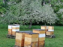 Пчелы и пчеломатки