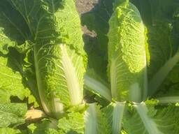 Пекинская капуста