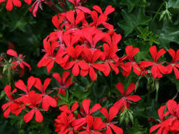 Пеларгония Red ампельная в подвесном горшке 25см (саженец)