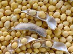 Пелюшка зазерский усатый РС-2