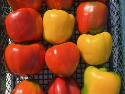Перец сладкий Кубовидный