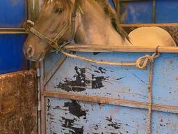 Перевозка КРС и лошадей  