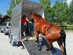 Перевозка лошадей по Беларусь