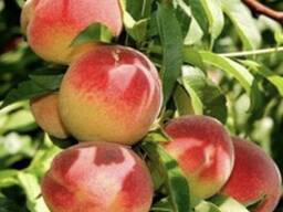 Персик «Инка»