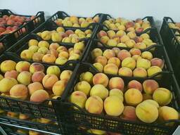 Персик сорт Фаэт