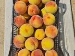 Персик сорт Фаэт - фото 2