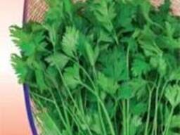 Петрушка "Фестиваль" листовая, 2 г