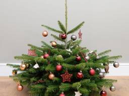 Пихта новогодняя