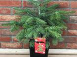 Пихта новогодняя - фото 3