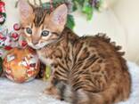 Питомник бенгальских кошек ShinySilk предлагает бенгальских котят! - фото 4