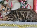 Питомник бенгальских кошек ShinySilk предлагает бенгальских котят! - фото 7