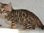 Питомник бенгальских кошек ShinySilk предлагает бенгальских котят! - фото 10