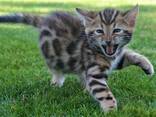 Питомник предлагает бенгальских котят! - фото 2