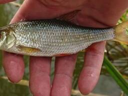 Плотва живец