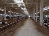 Побелка животноводческих ферм - фото 2