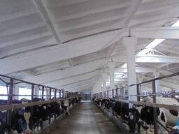 Побелка животноводческих ферм известью.