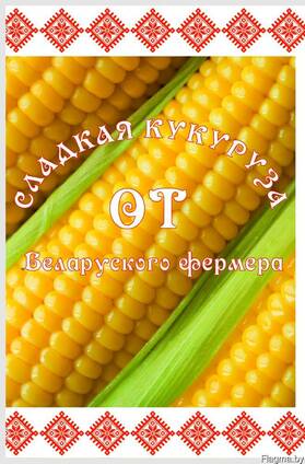 Початки сладкой кукурузы