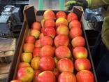 Яблоки польские (Gala, Cortland, Szampion, Jonagold, Golden Delicious, Alwa и другие) - фото 2