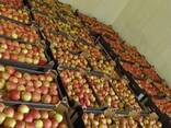 Яблоки польские (Gala, Cortland, Szampion, Jonagold, Golden Delicious, Alwa и другие) - фото 3