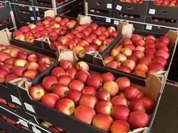 Польские яблоки оптом