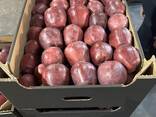 Польские яблоки оптом - фото 2