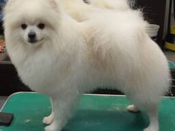 Померанские шпицы