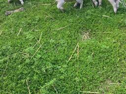 Поросята 5 недель