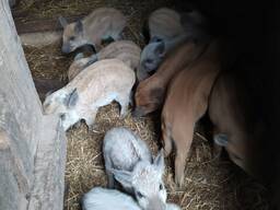 Поросята венгерской мангалицы